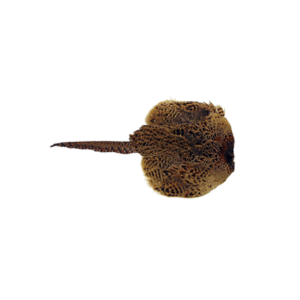 Fasanhøne skind til dummy