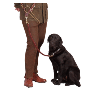 Dressur jagtline med fuglegalge