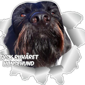 Klistermærke - Tysk Ruhåret Hønsehund