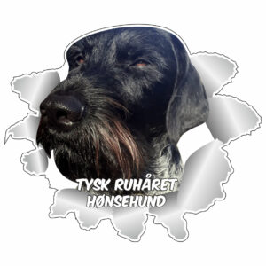 Klistermærke - Tysk Ruhåret Hønsehund