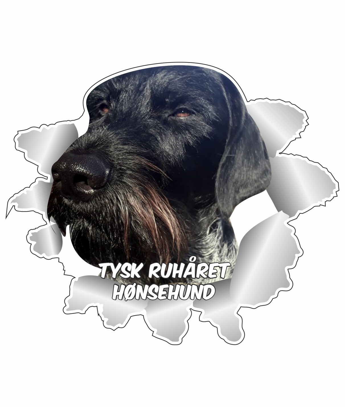 Klistermærke - Tysk Ruhåret Hønsehund