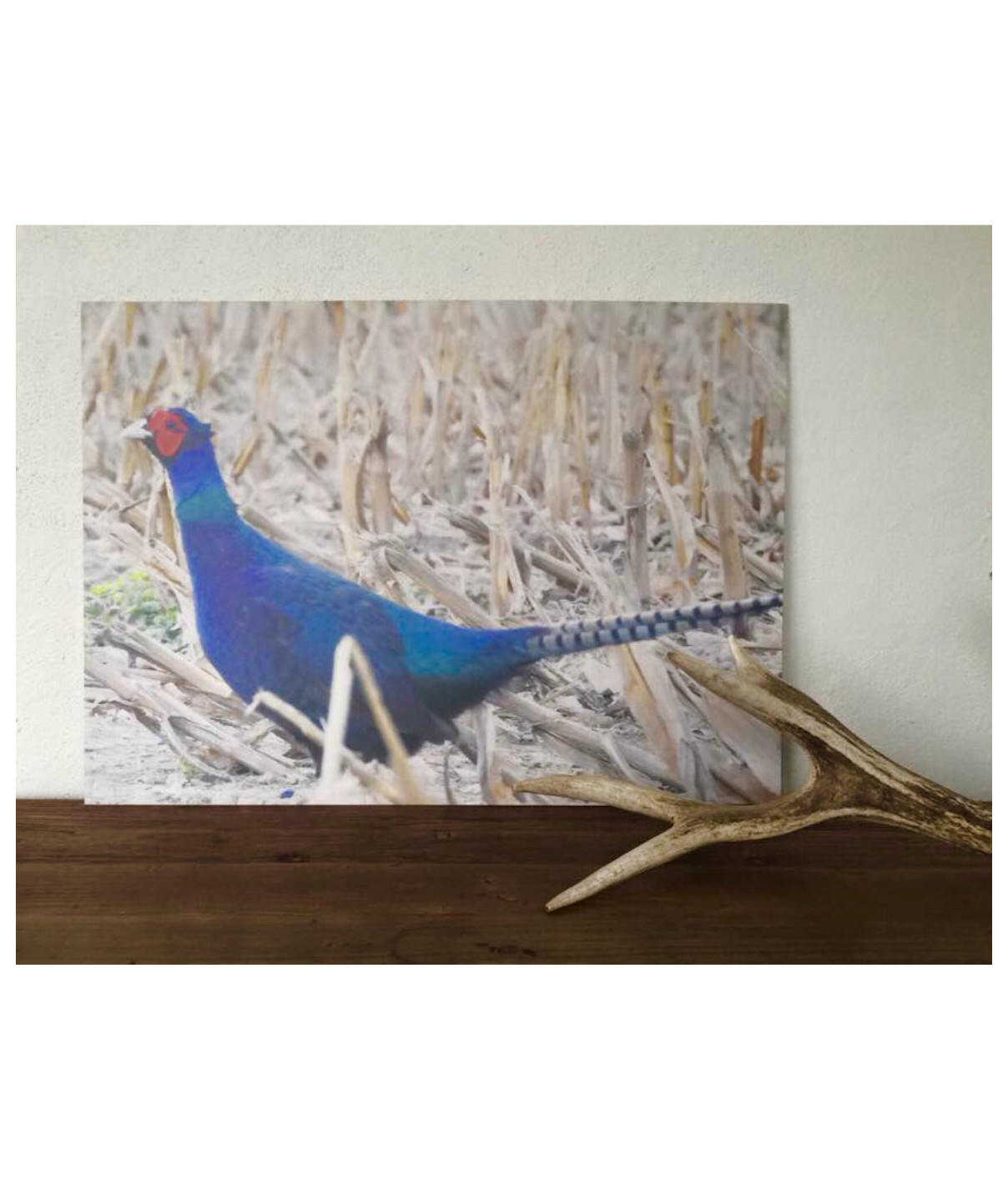 Billede printet med Blå fasan