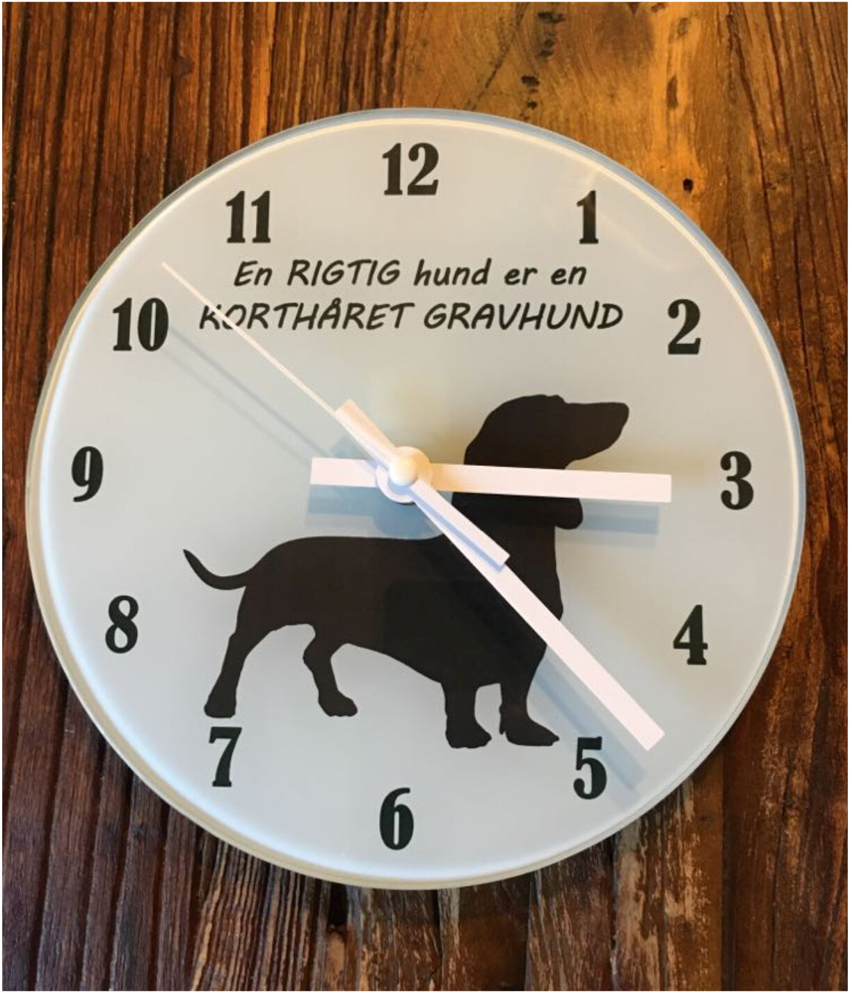 Ur med Korthåret Gravhund