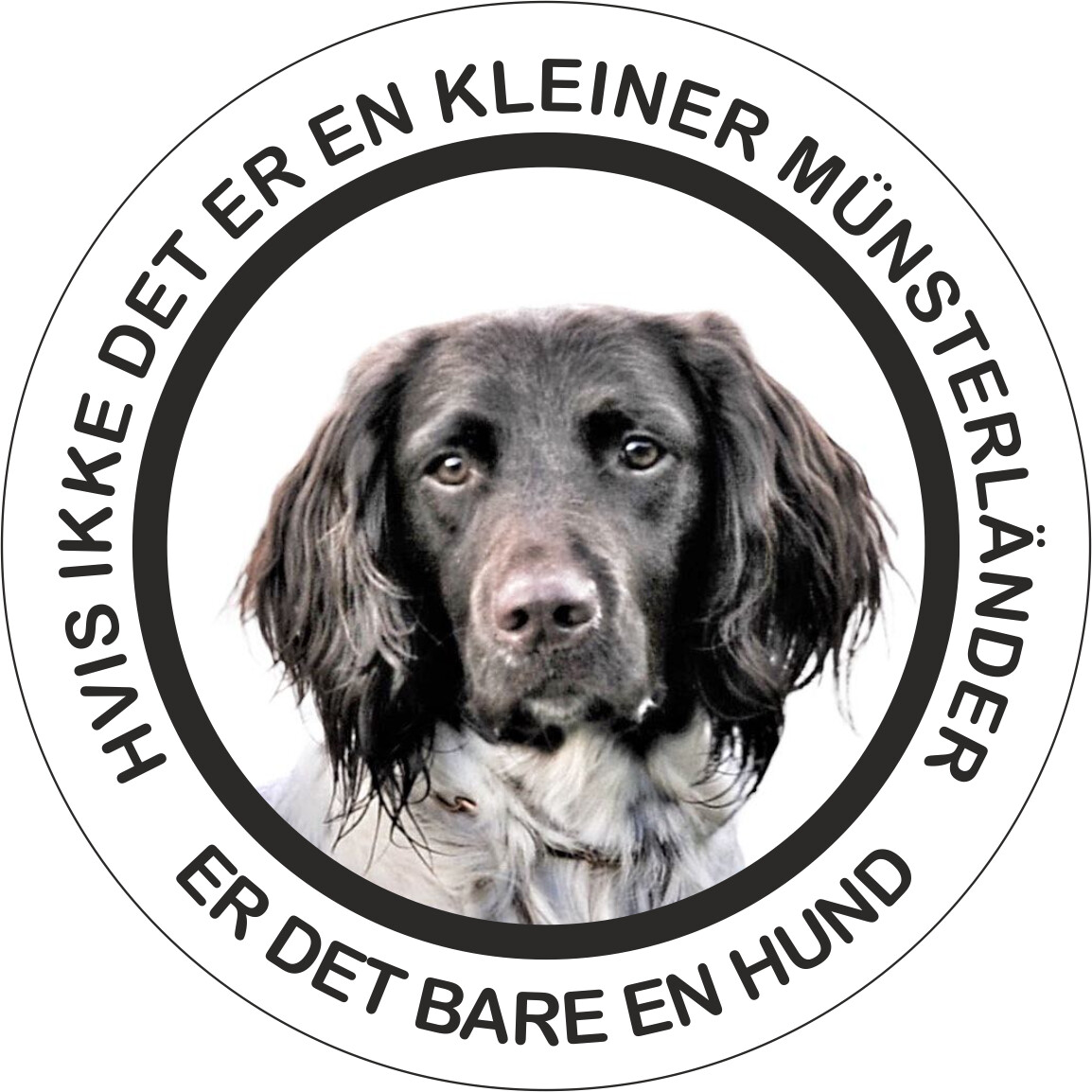 Klistermærke - Kleiner Münsterländer