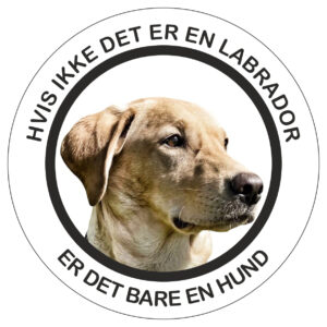 Klistermærke - Labrador - Gul