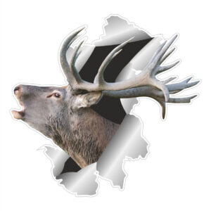 Klistermærke - Kronhjort kigger ud