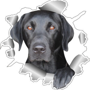 Klistermærke - Labrador