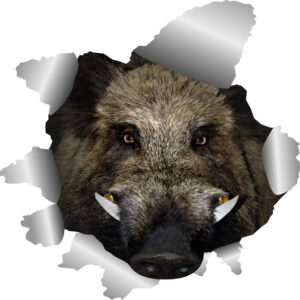 Klistermærke - Vildsvin