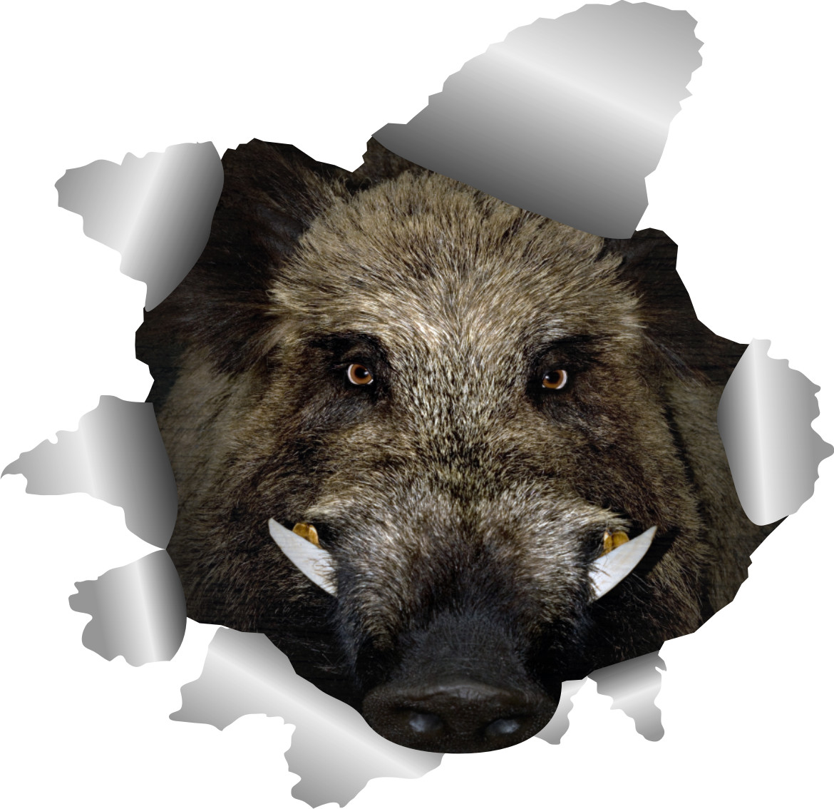 Klistermærke - Vildsvin